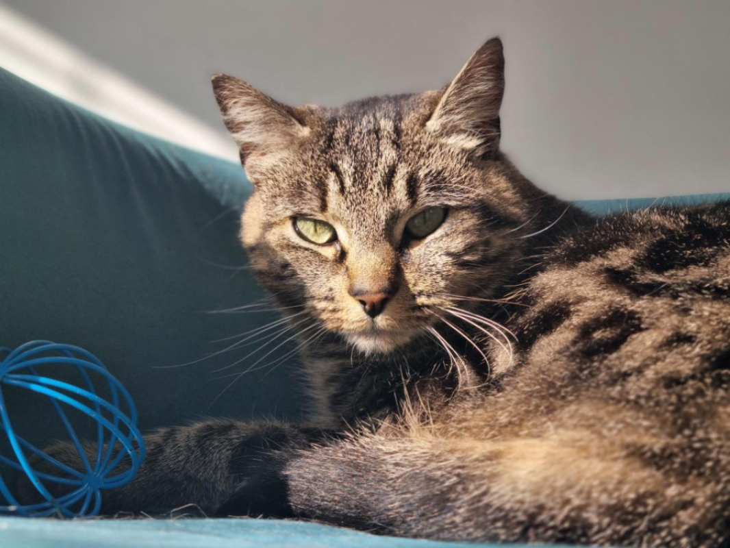 Photo #3 de Noisette