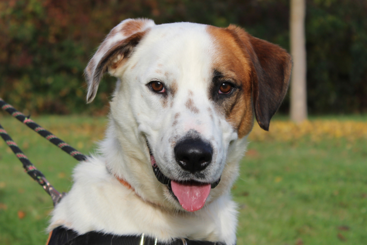 Photo #2 de Spoutnik