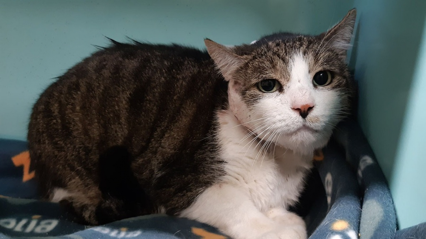 Photo #1 de Groslouis