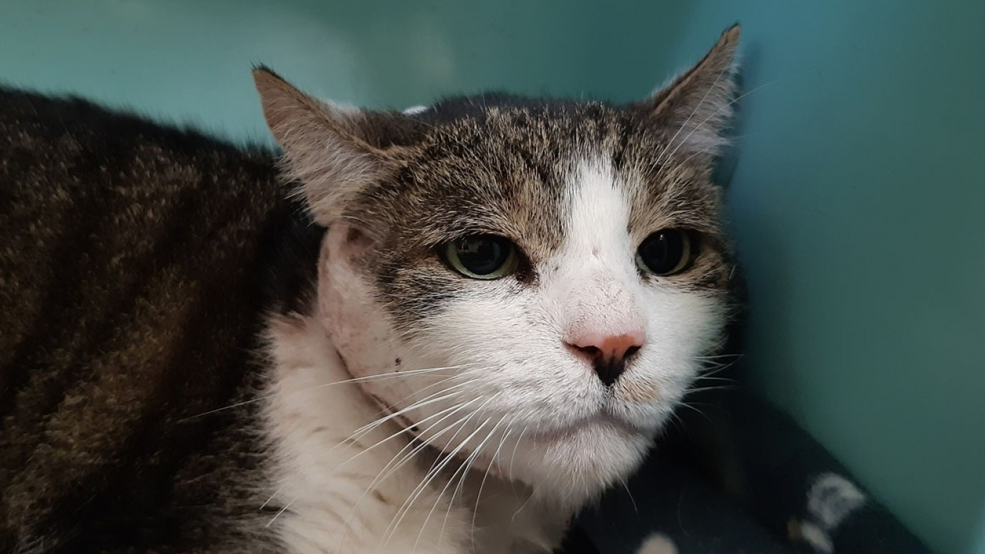 Photo #2 de Groslouis