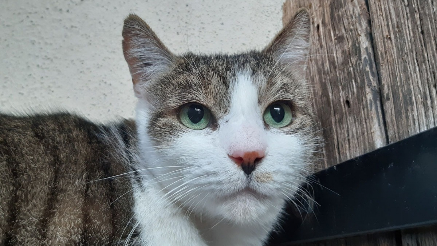 Photo #1 de Groslouis