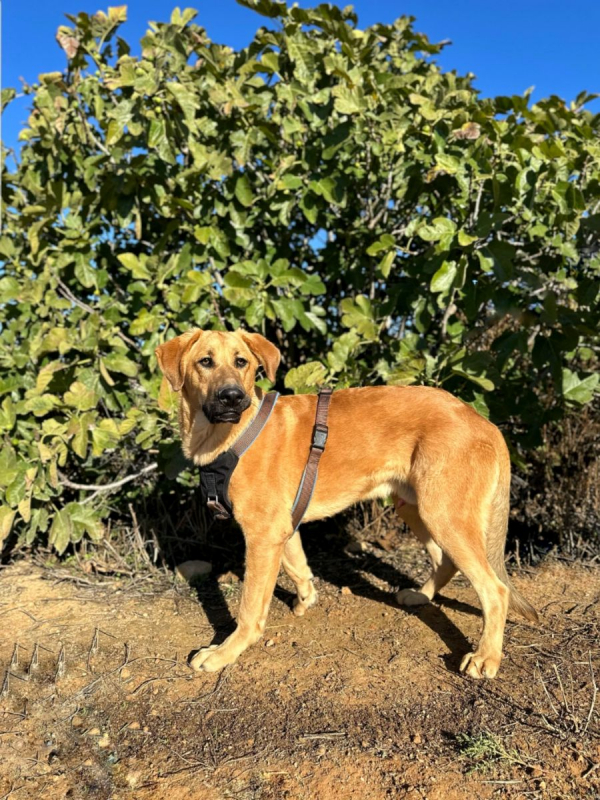 Photo #1 de SOLOMILLO