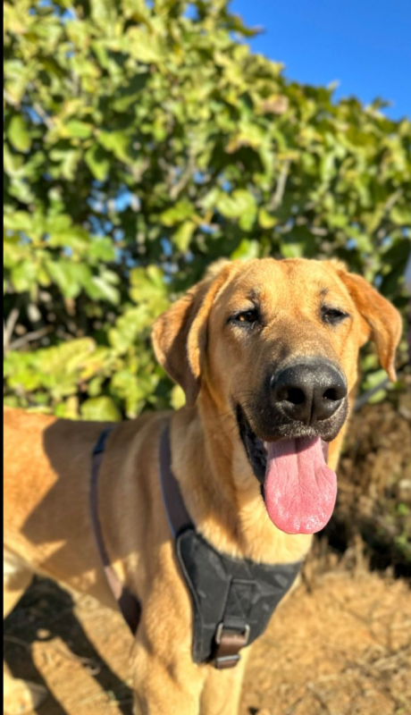 Photo #2 de SOLOMILLO