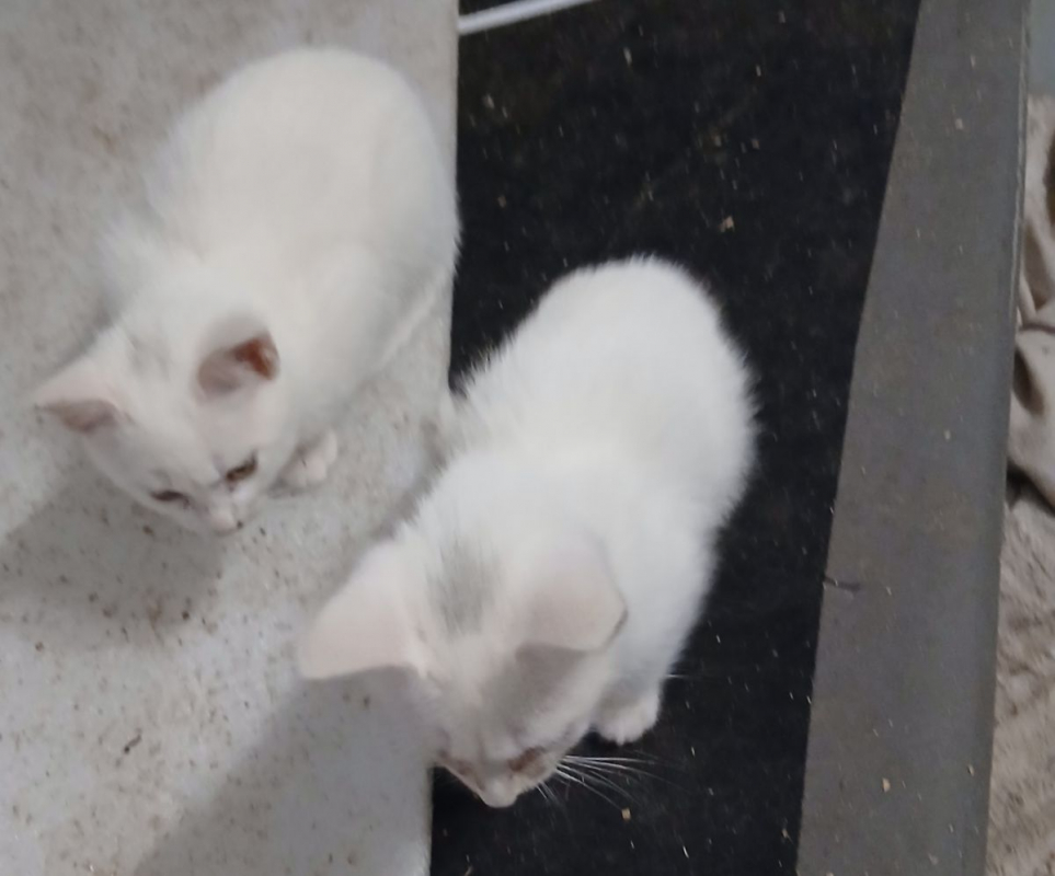 Photo #1 de Bounty 1 et 2