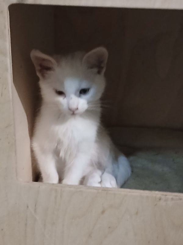 Photo #2 de Bounty 1 et 2