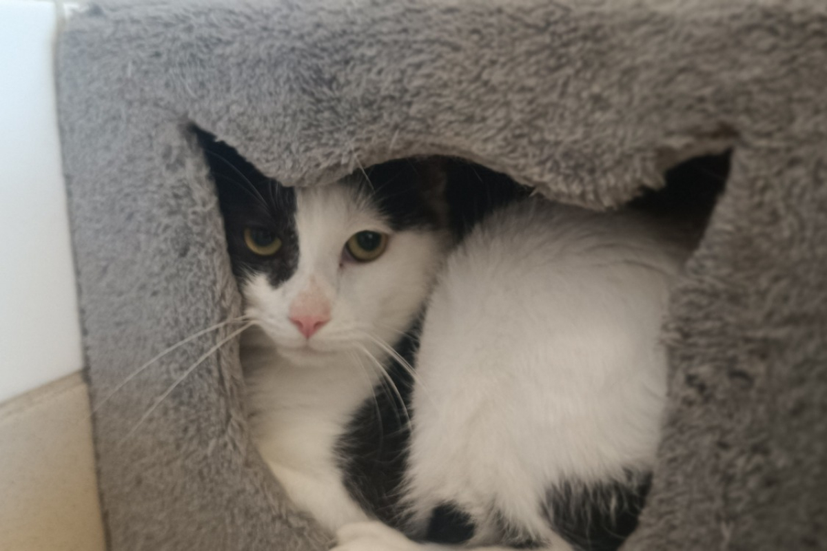 Photo #1 de Frankenweenie