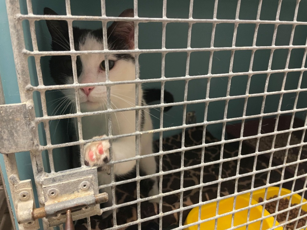 Photo #2 de Frankenweenie