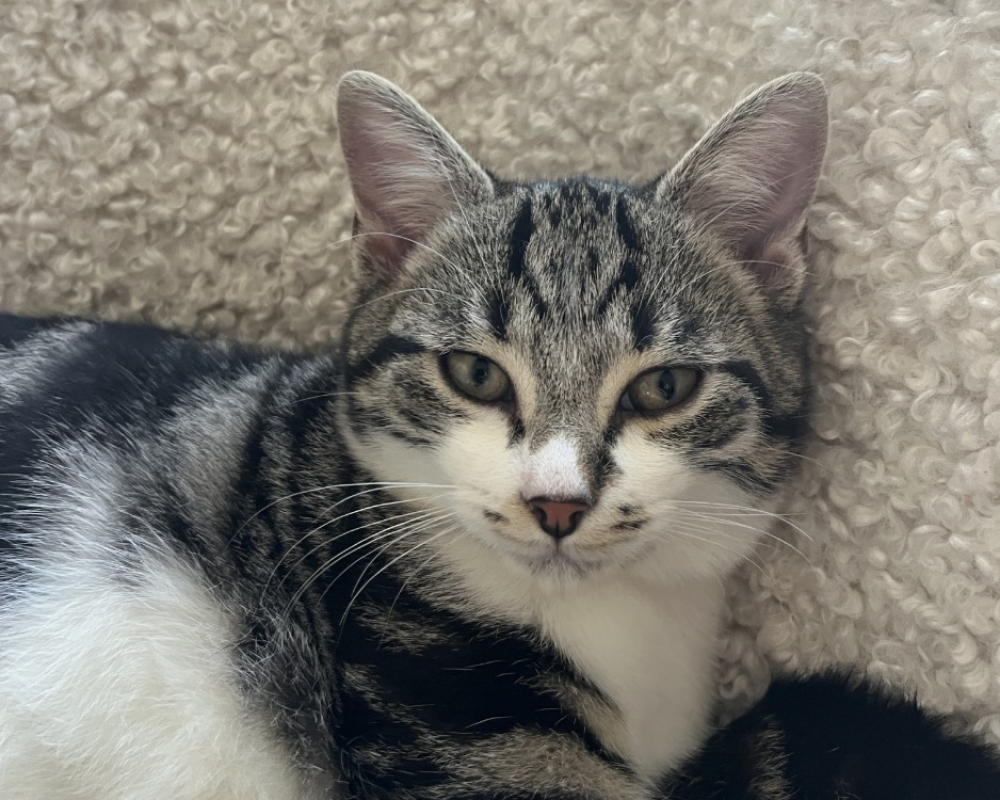 Photo de Duc dudesir