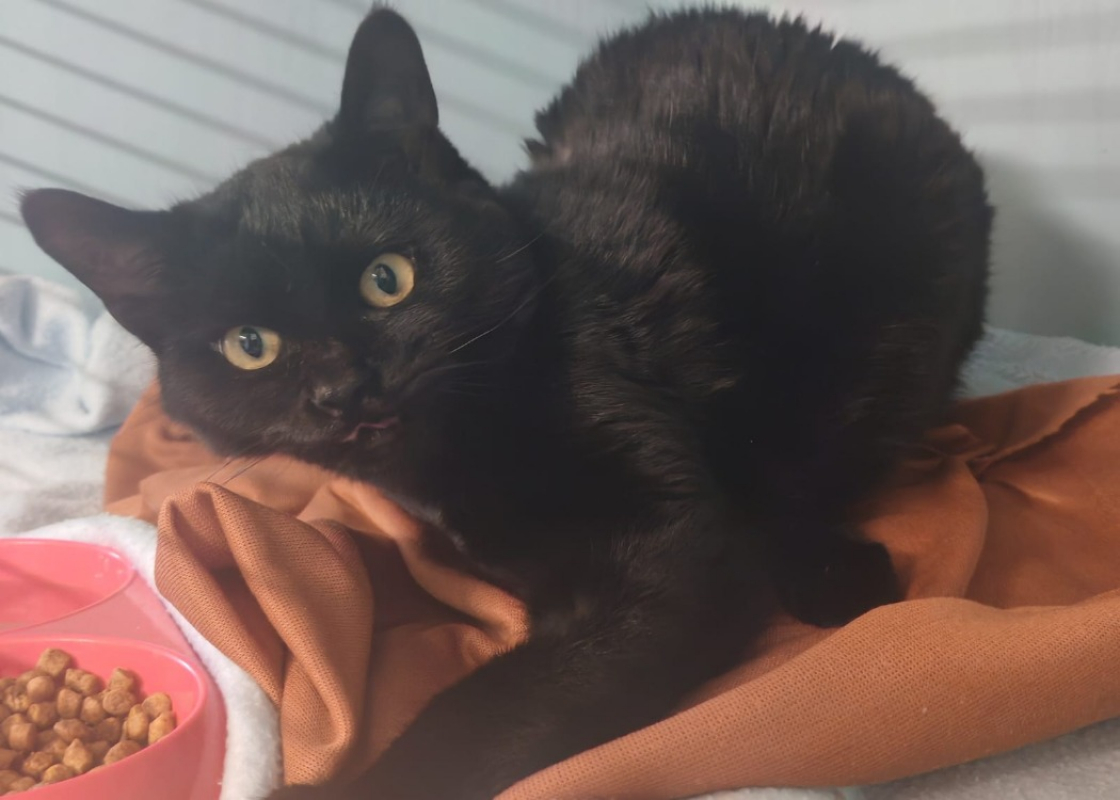 Photo #1 de Viognier