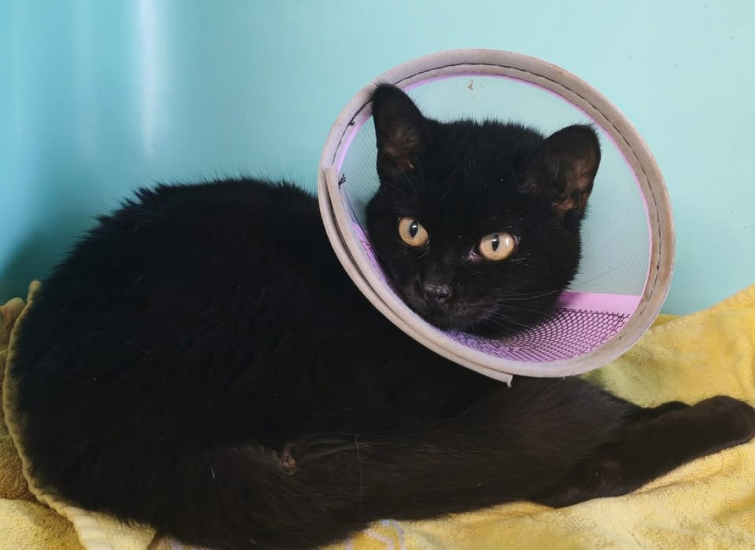 Photo #2 de Viognier