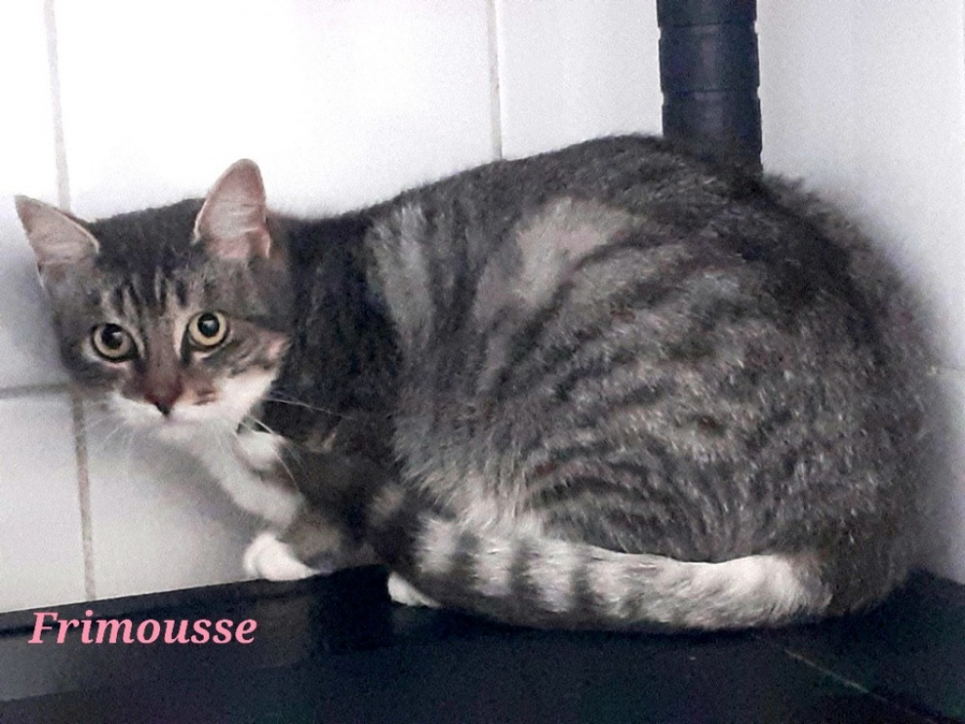 Photo de Frimousse