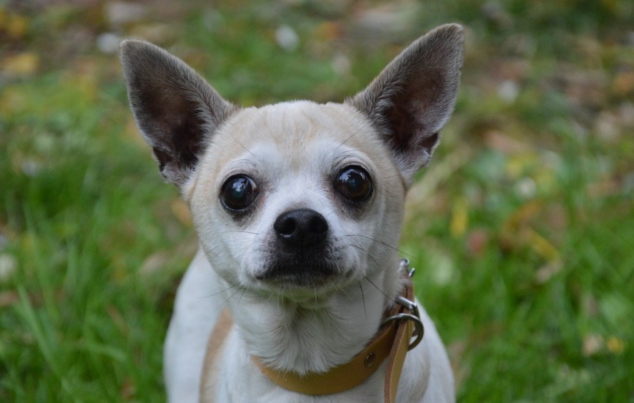 Photo #1 de Yourgette