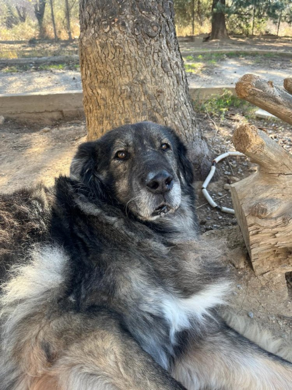 Photo #1 de Spartakus