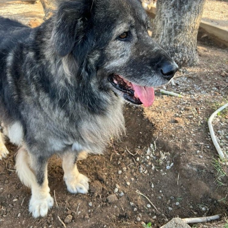 Photo #2 de Spartakus