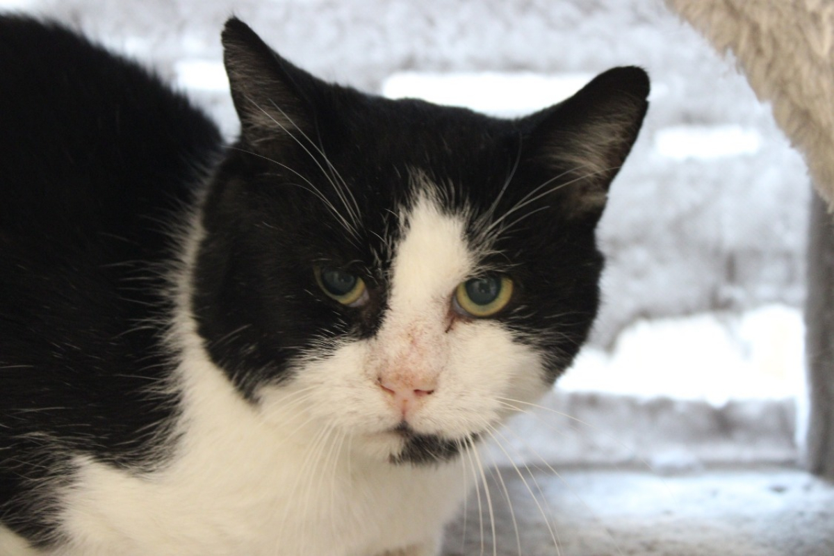 Photo #1 de Lipoutou