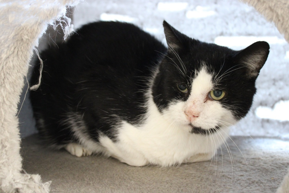 Photo #2 de Lipoutou