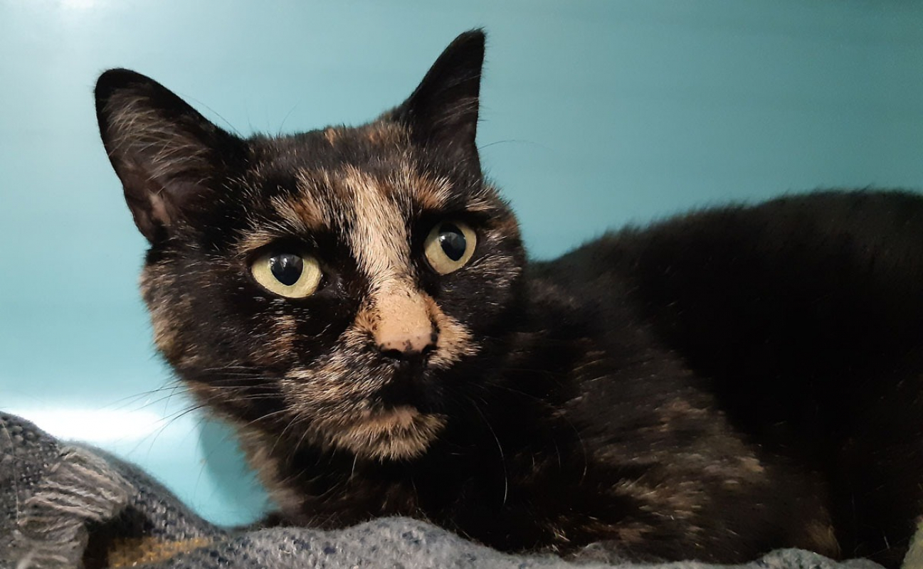 Photo #1 de Prunelle