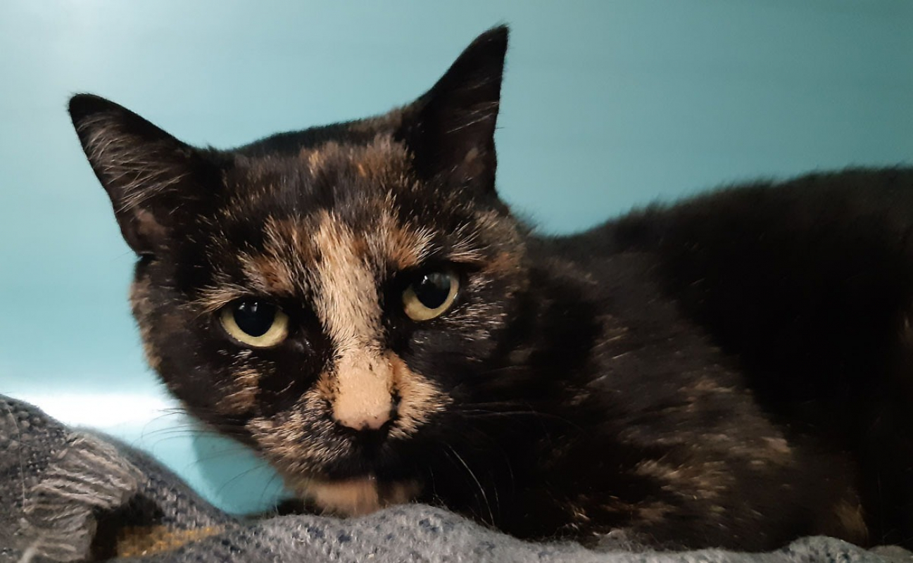 Photo #2 de Prunelle