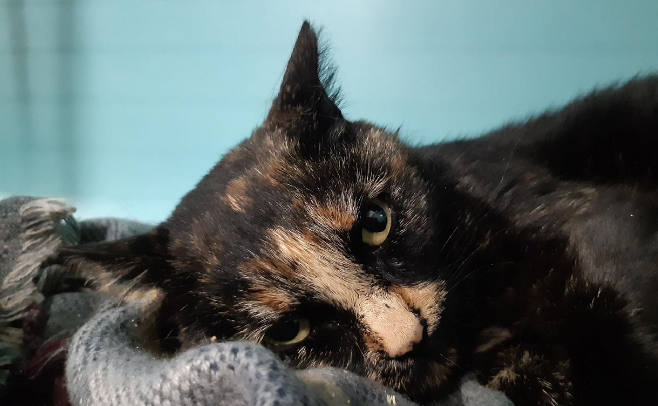 Photo #3 de Prunelle