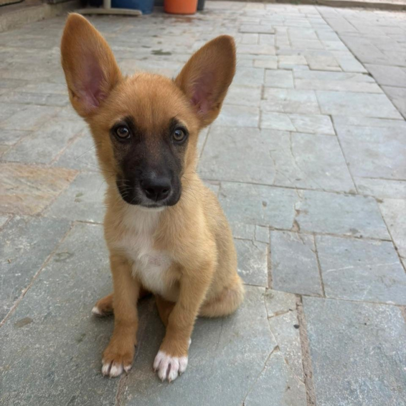 Photo de Chiquita