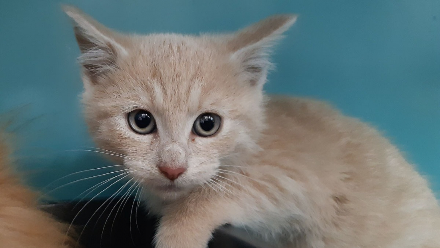 Photo #1 de Toutti-quanti