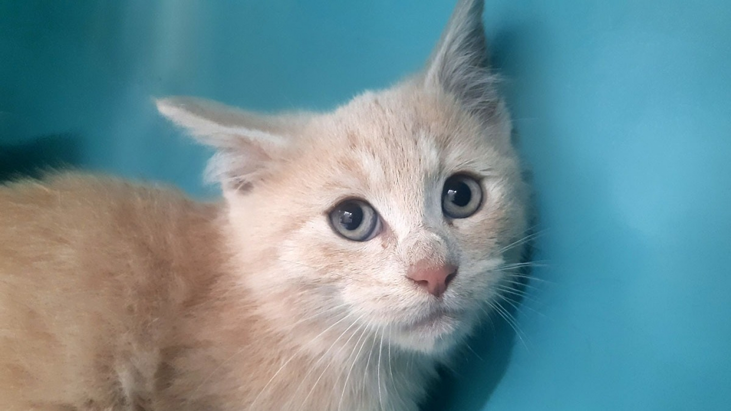 Photo #2 de Toutti-quanti