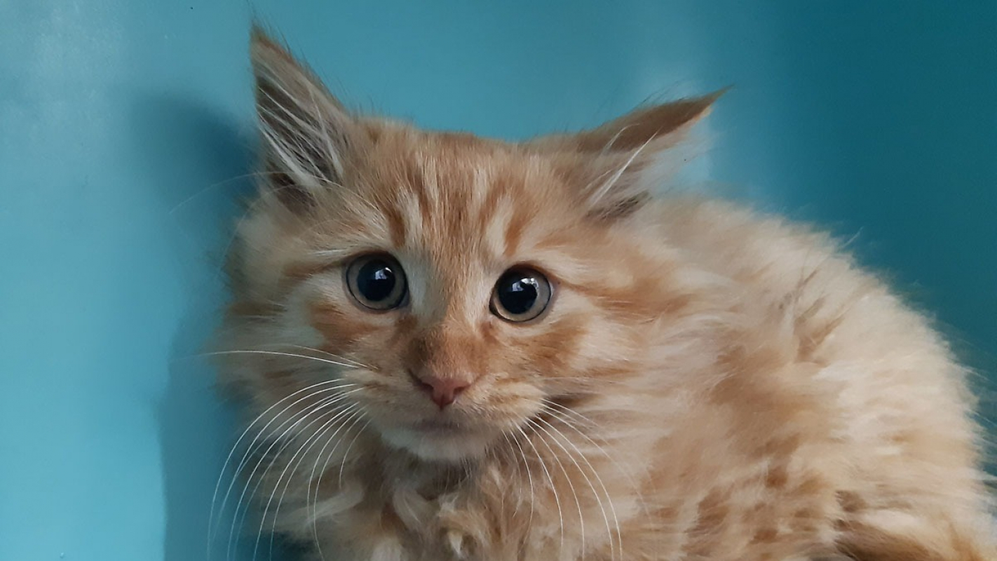 Photo #1 de Toutouyoutou