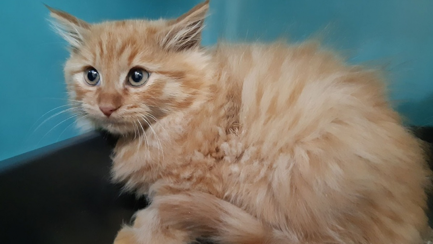 Photo #2 de Toutouyoutou