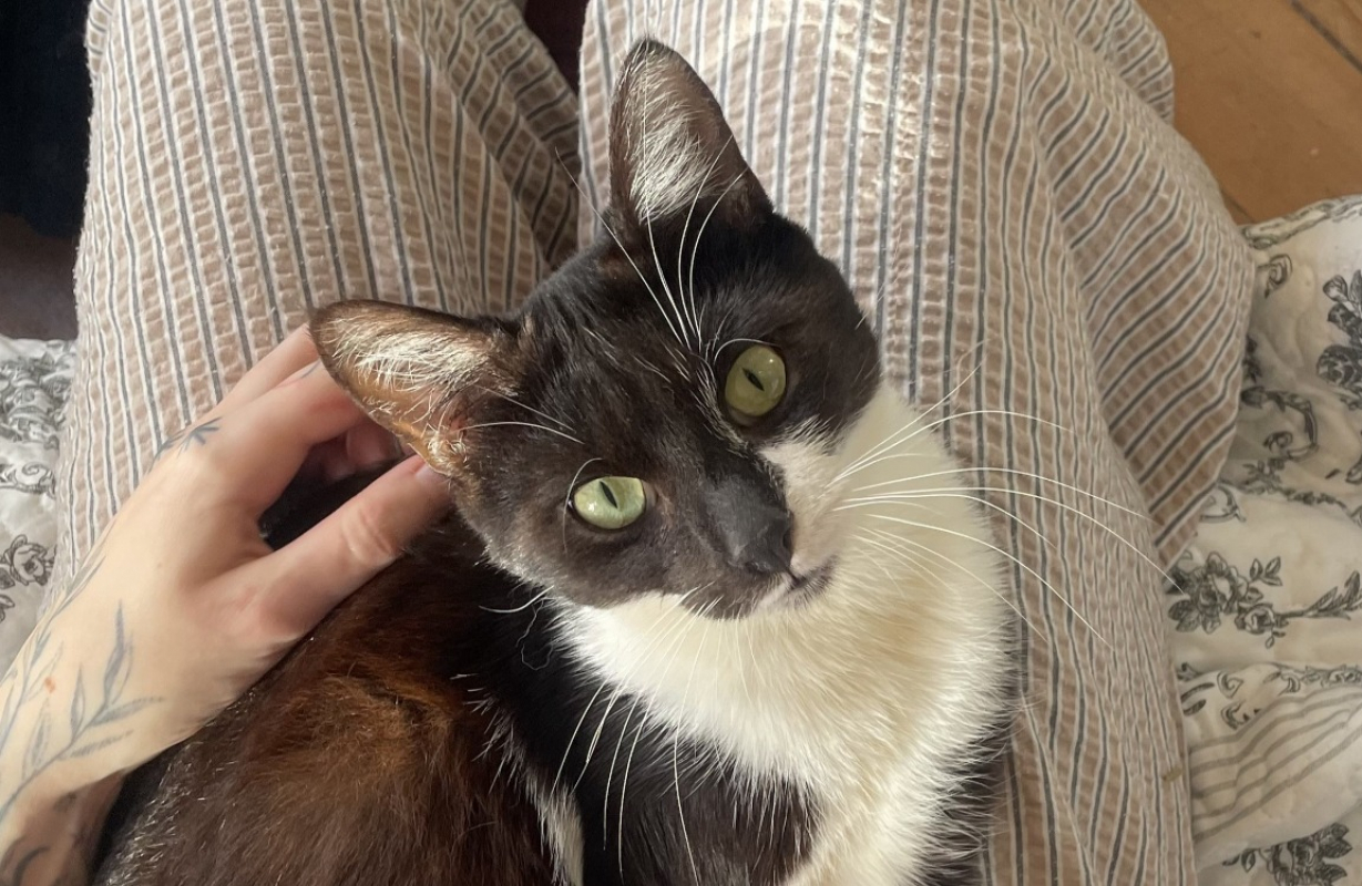 Photo #1 de Mistigri