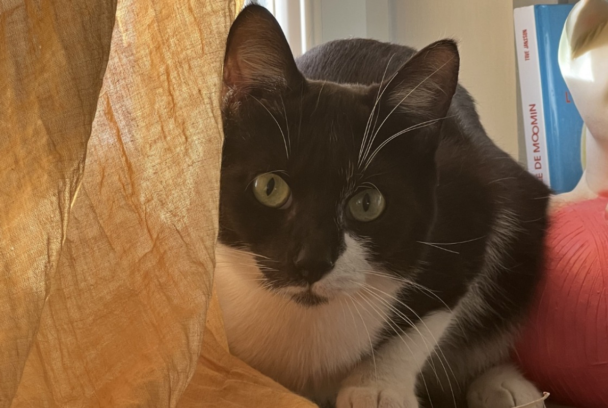 Photo #2 de Mistigri