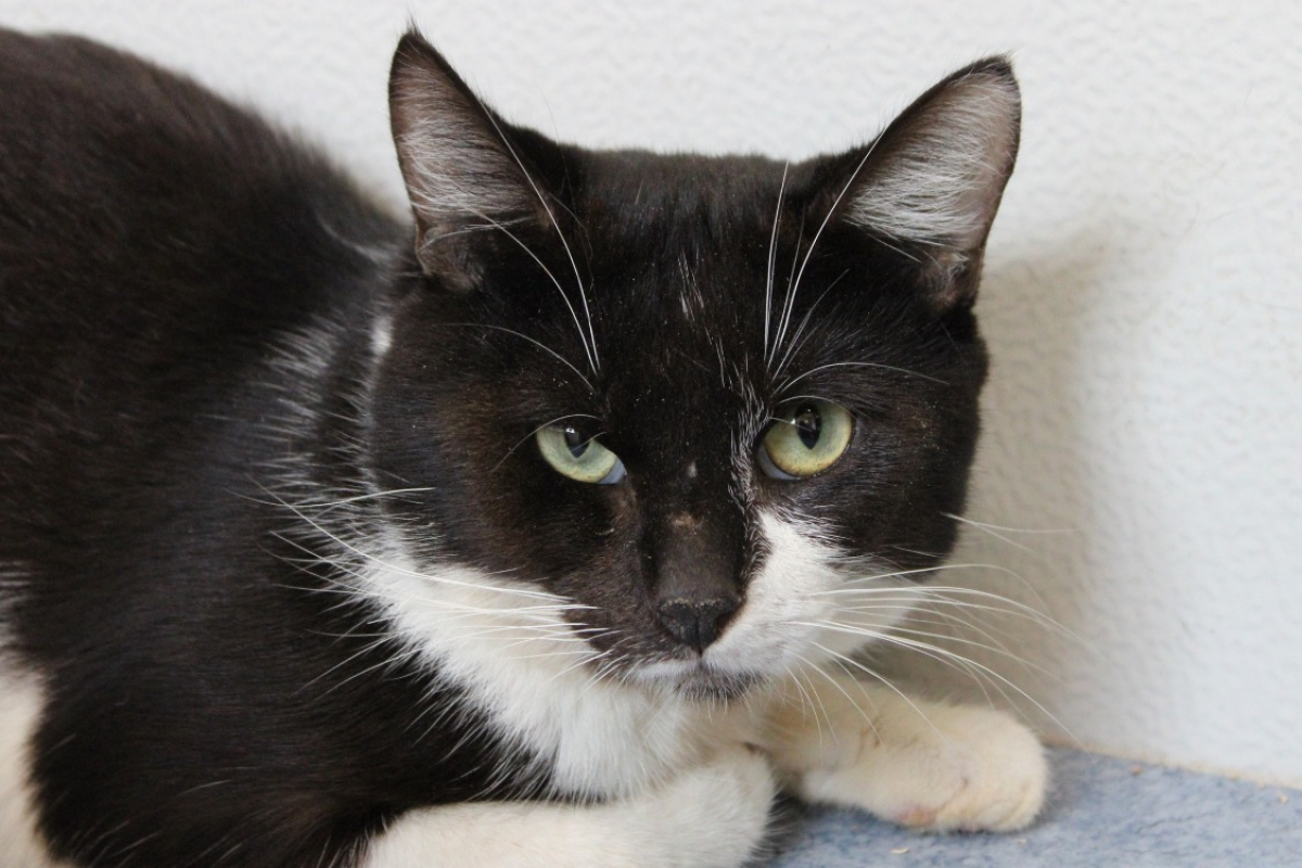 Photo #3 de Mistigri