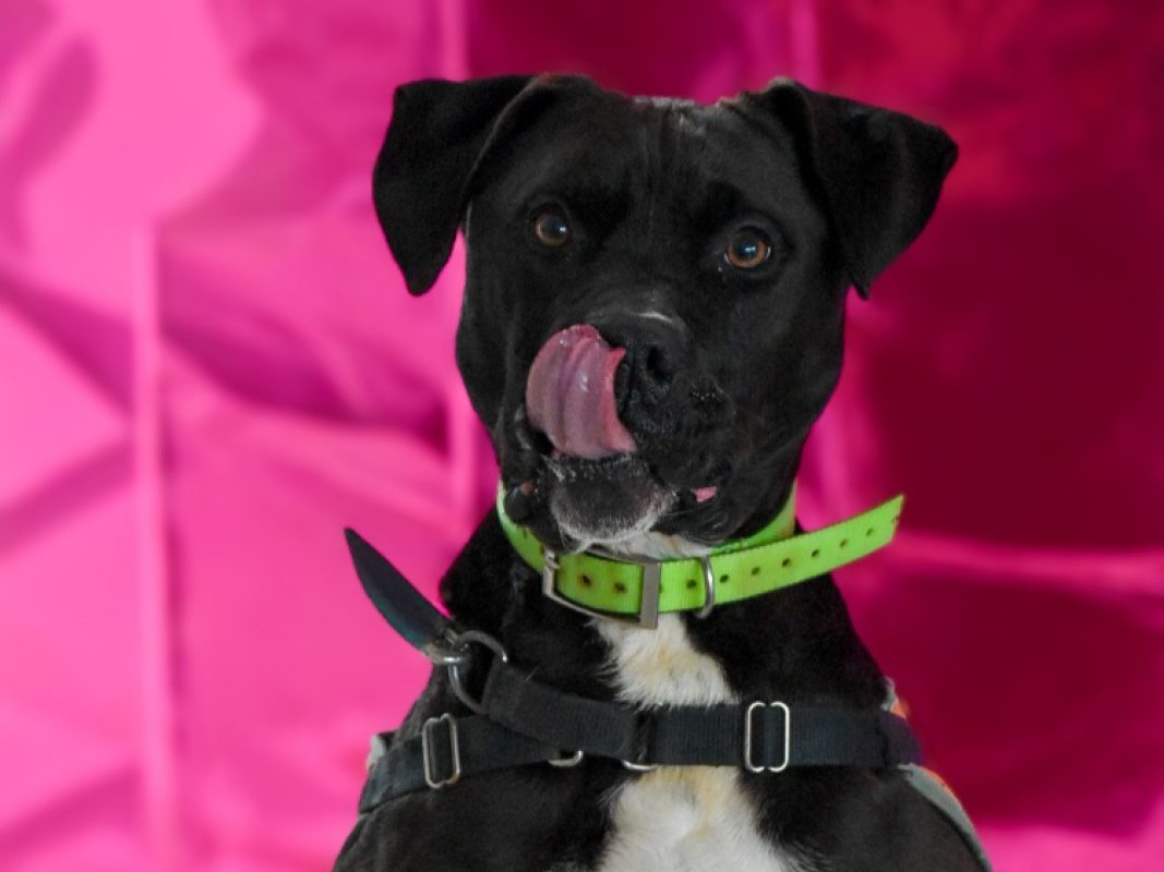 Maki - Chien à adopter