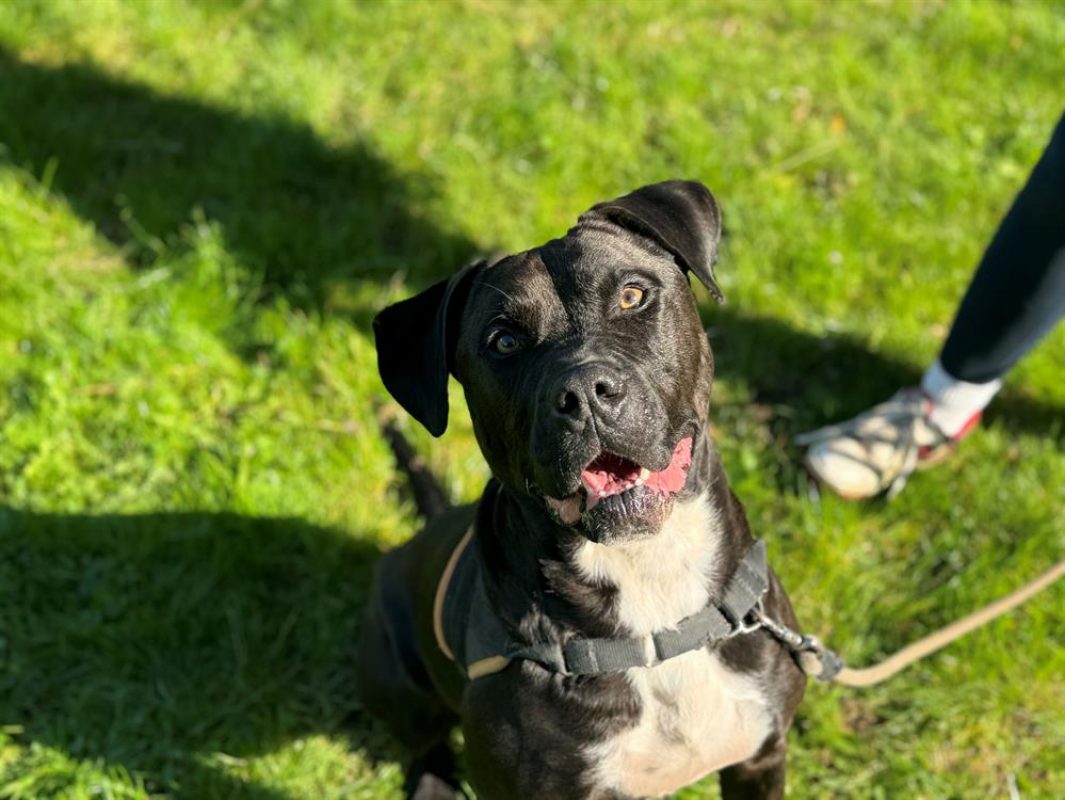 Maki - Chien à adopter - photo 2