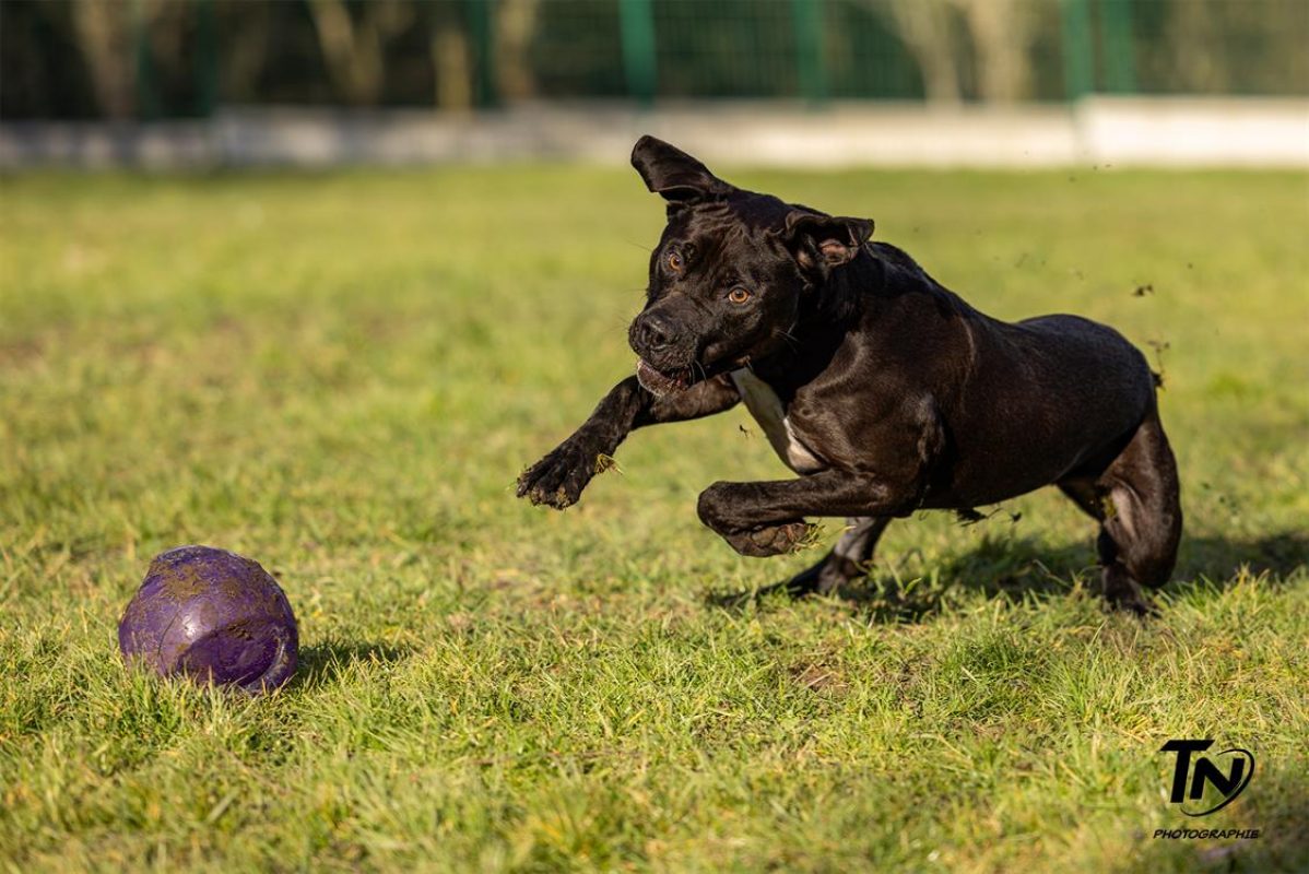 Maki - Chien à adopter - photo 11