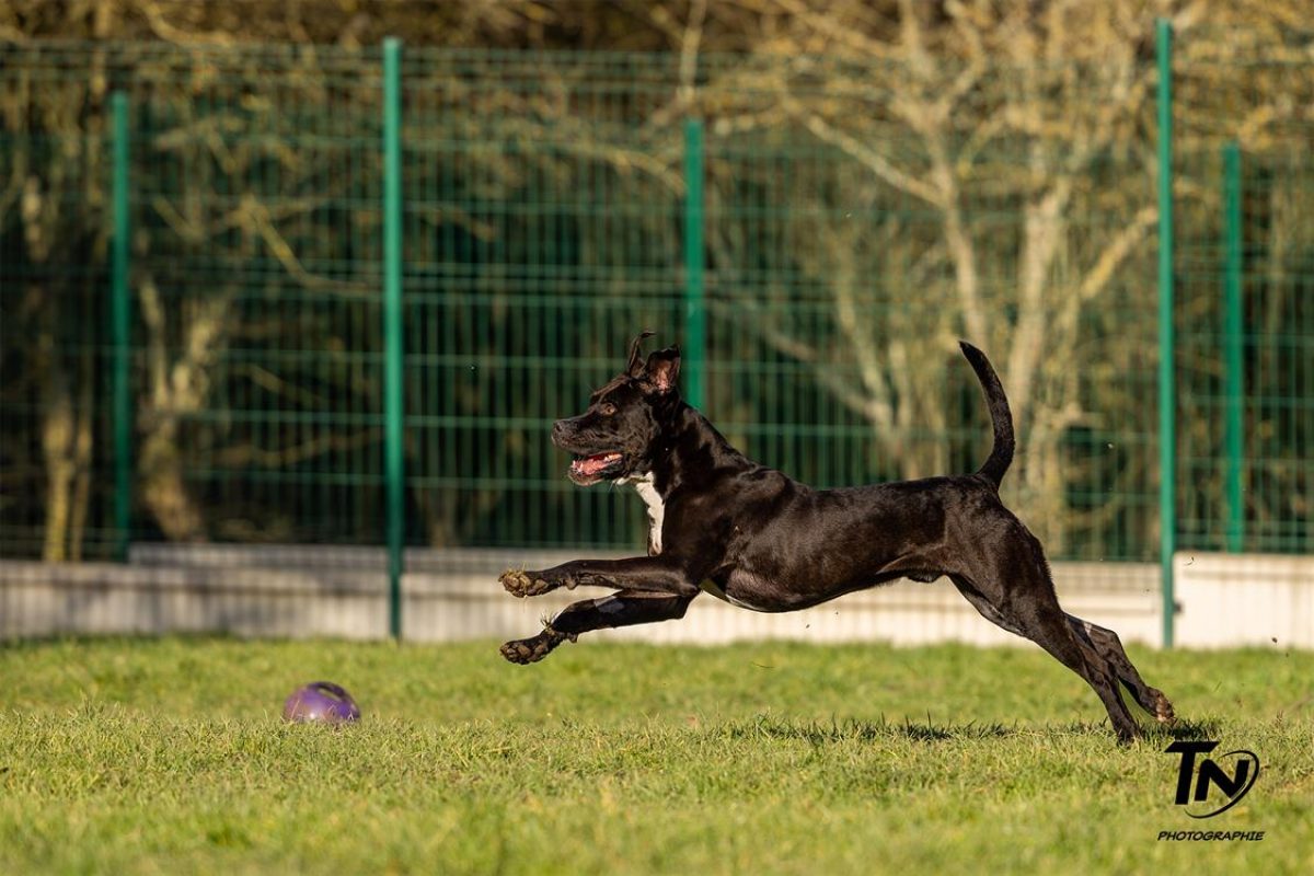 Maki - Chien à adopter - photo 12