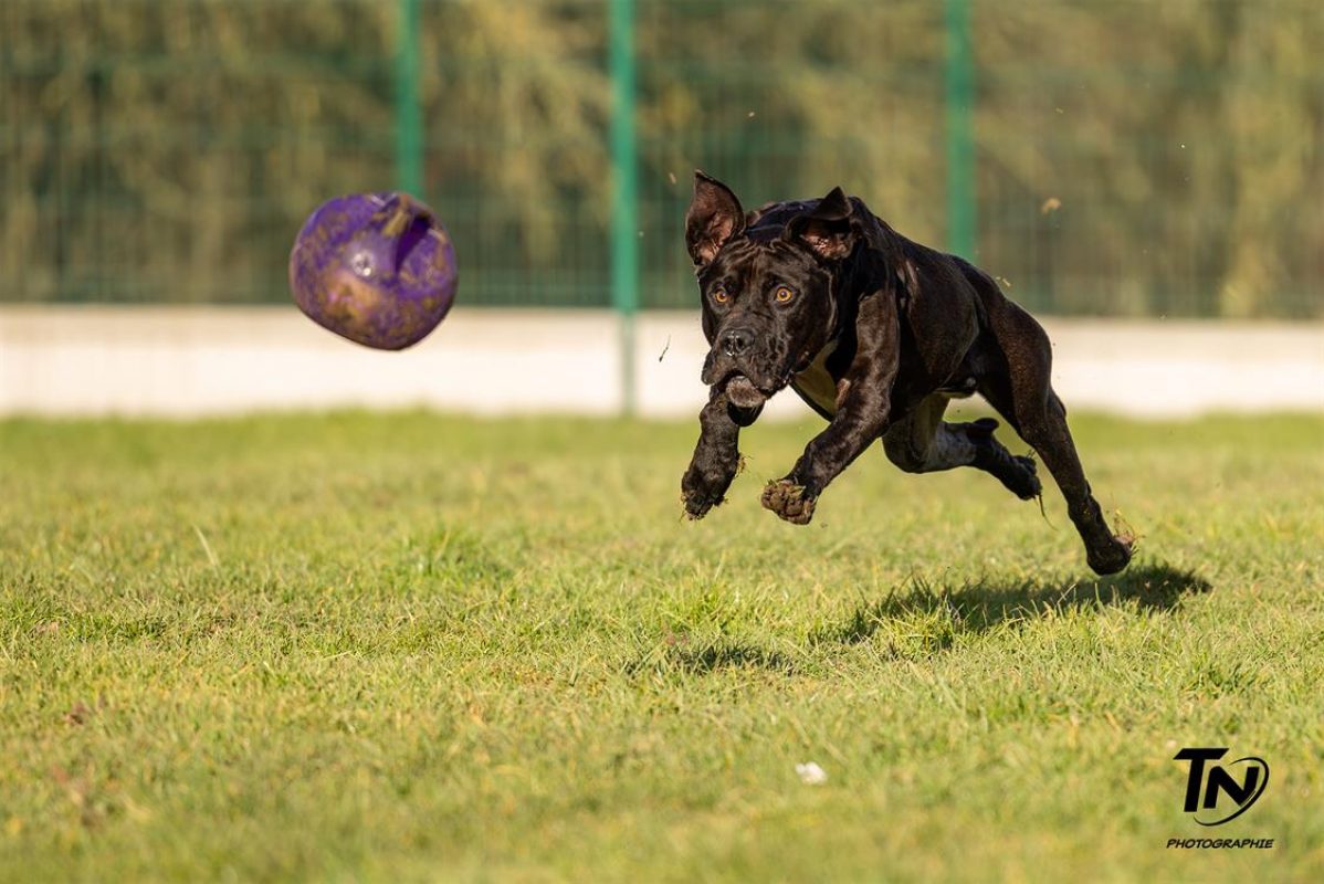Maki - Chien à adopter - photo 14