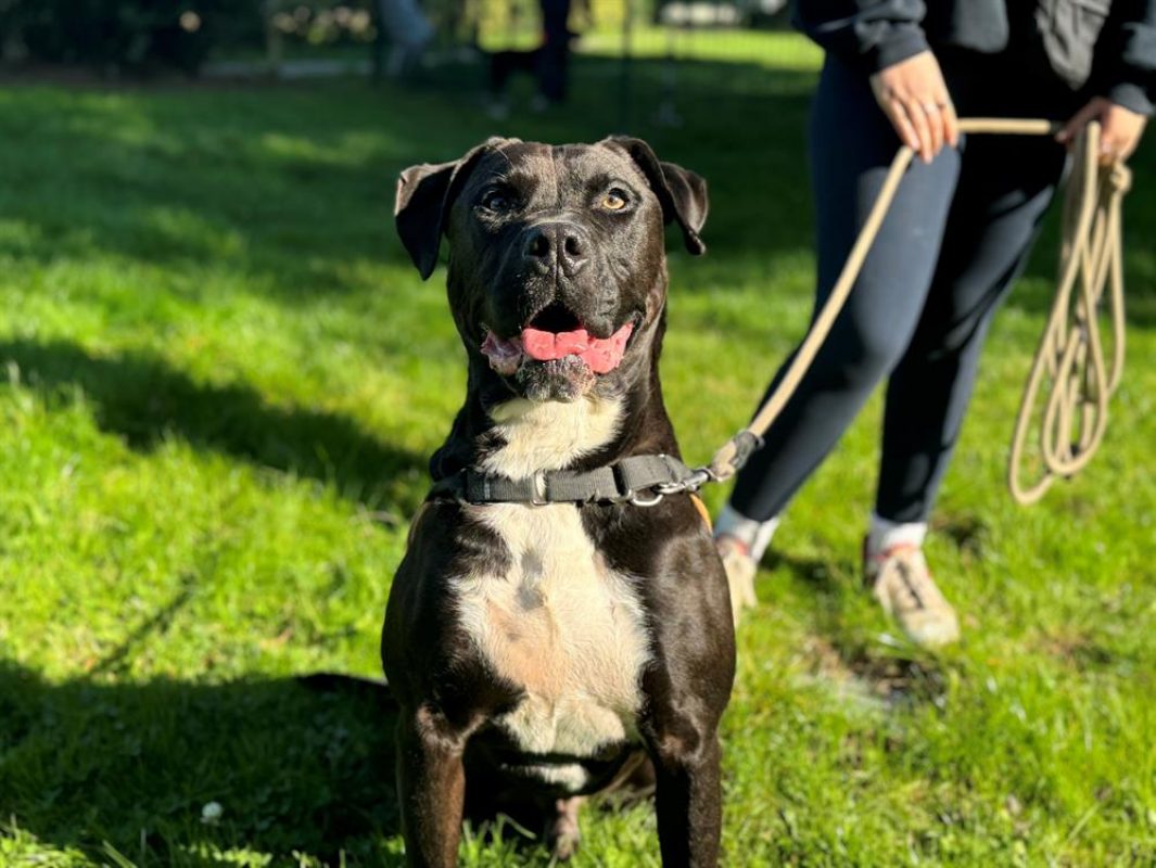 Maki - Chien à adopter - photo 15