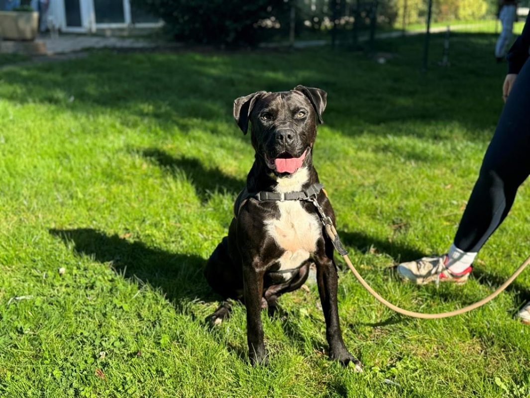 Maki - Chien à adopter - photo 16