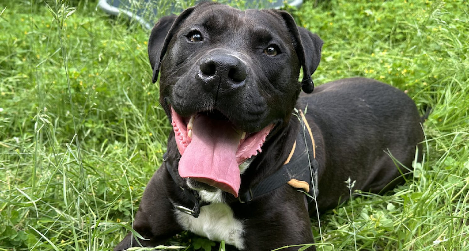 Maki - Chien à adopter - photo 17