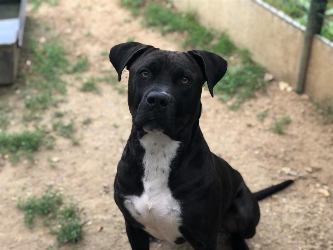 Maki - Chien à adopter - photo 18