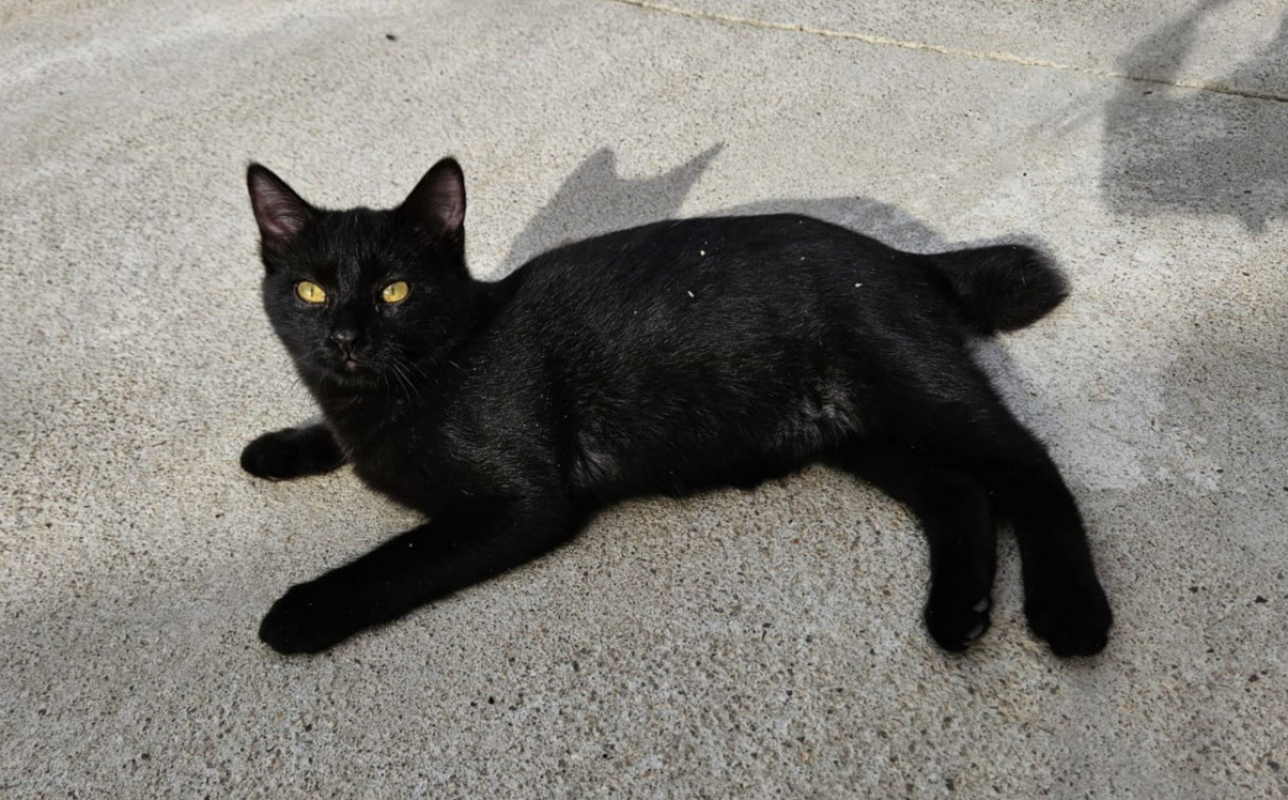 Photo de Calloway *rÉservÉ