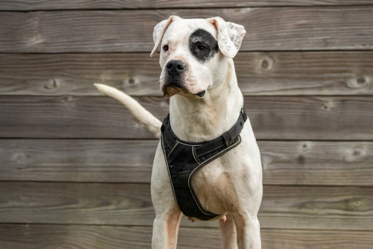 Photo #3 de Alderaan