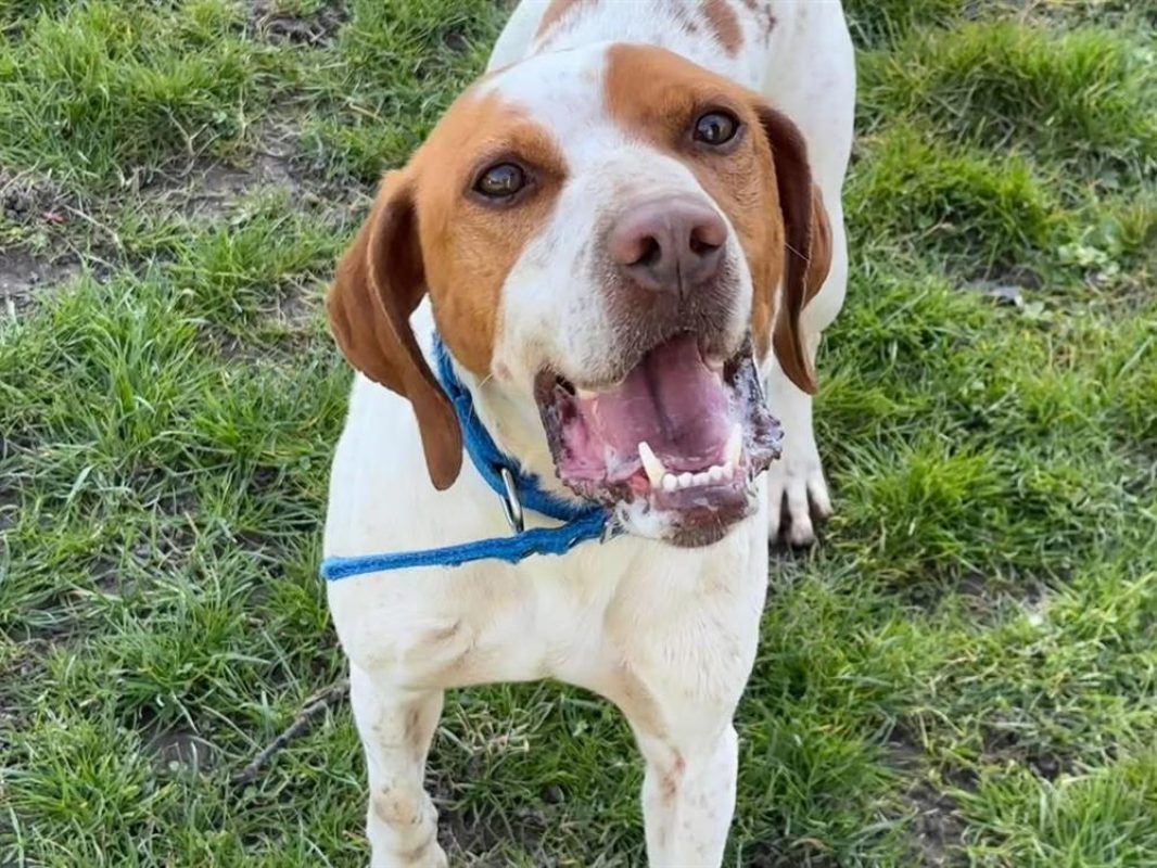 Charlot - Chien à adopter