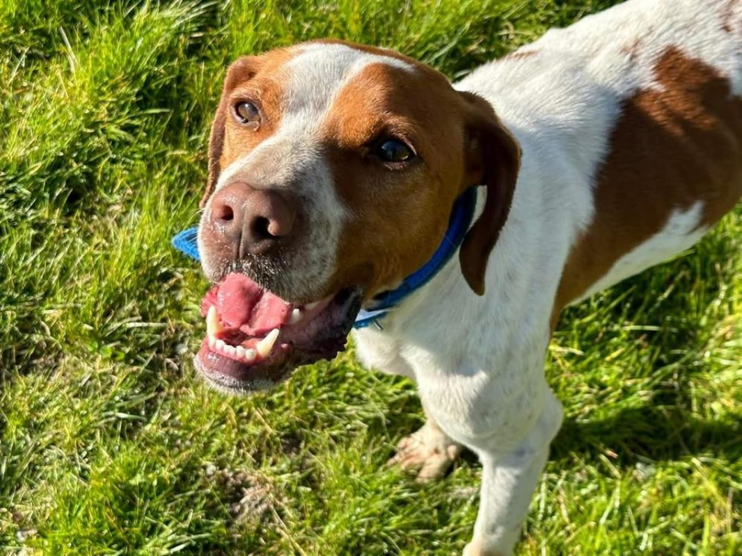 Charlot - Chien à adopter - photo 2