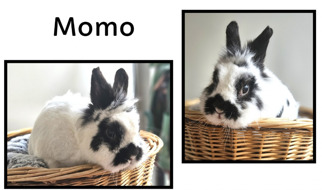 Photo de Momo