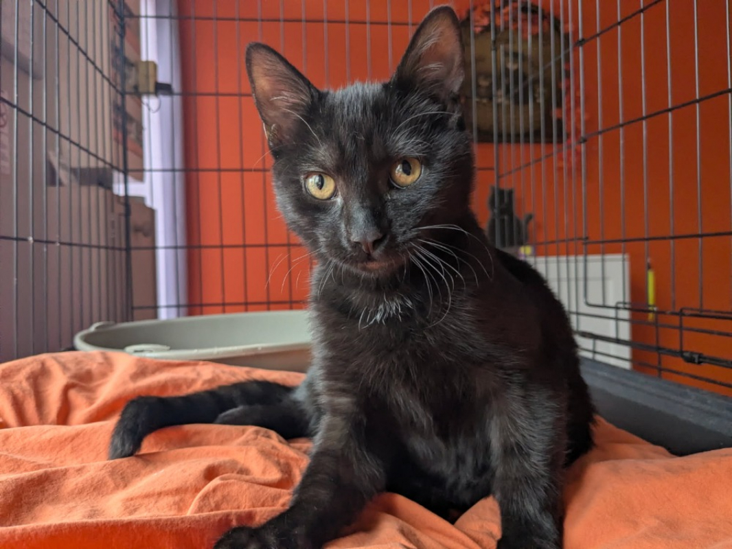 Photo de Petit minou