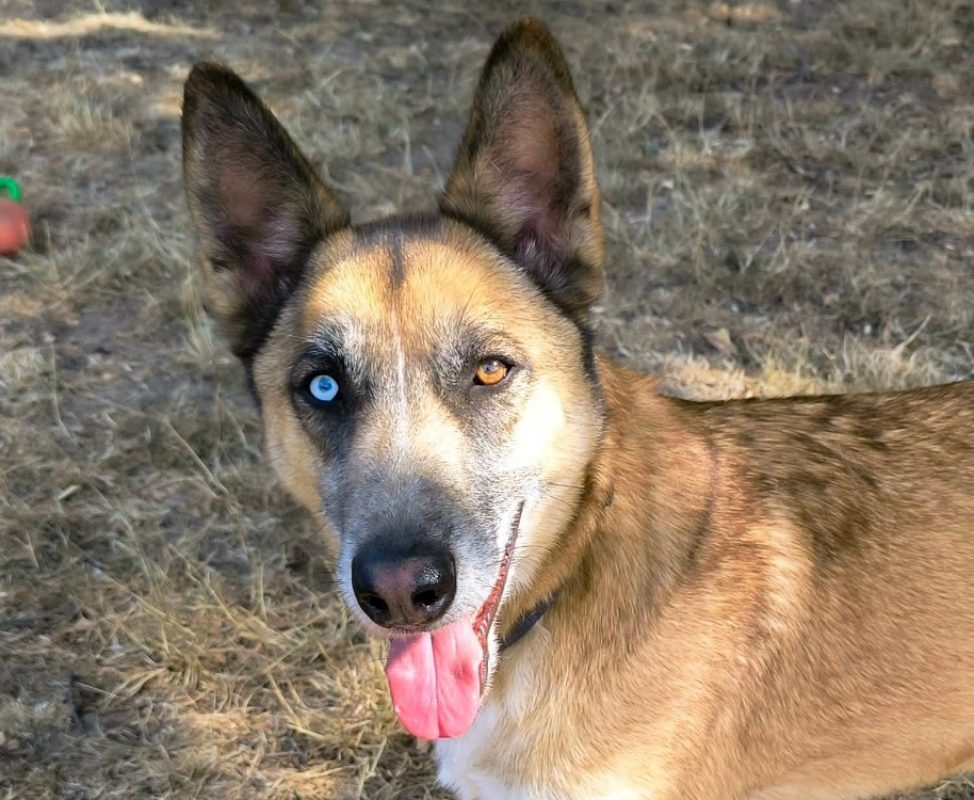 Ryho - Chien à adopter