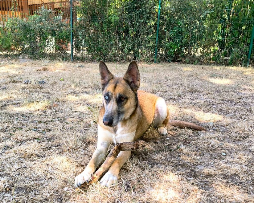 Ryho - Chien à adopter - photo 2