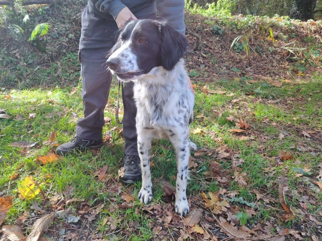 Photo #3 de Paillette