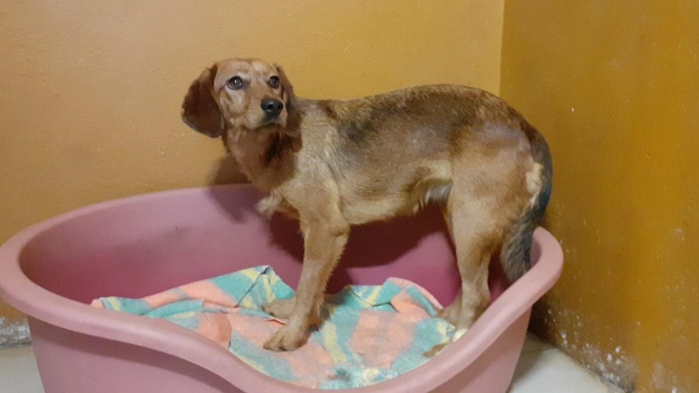 Zalie - Chien à adopter